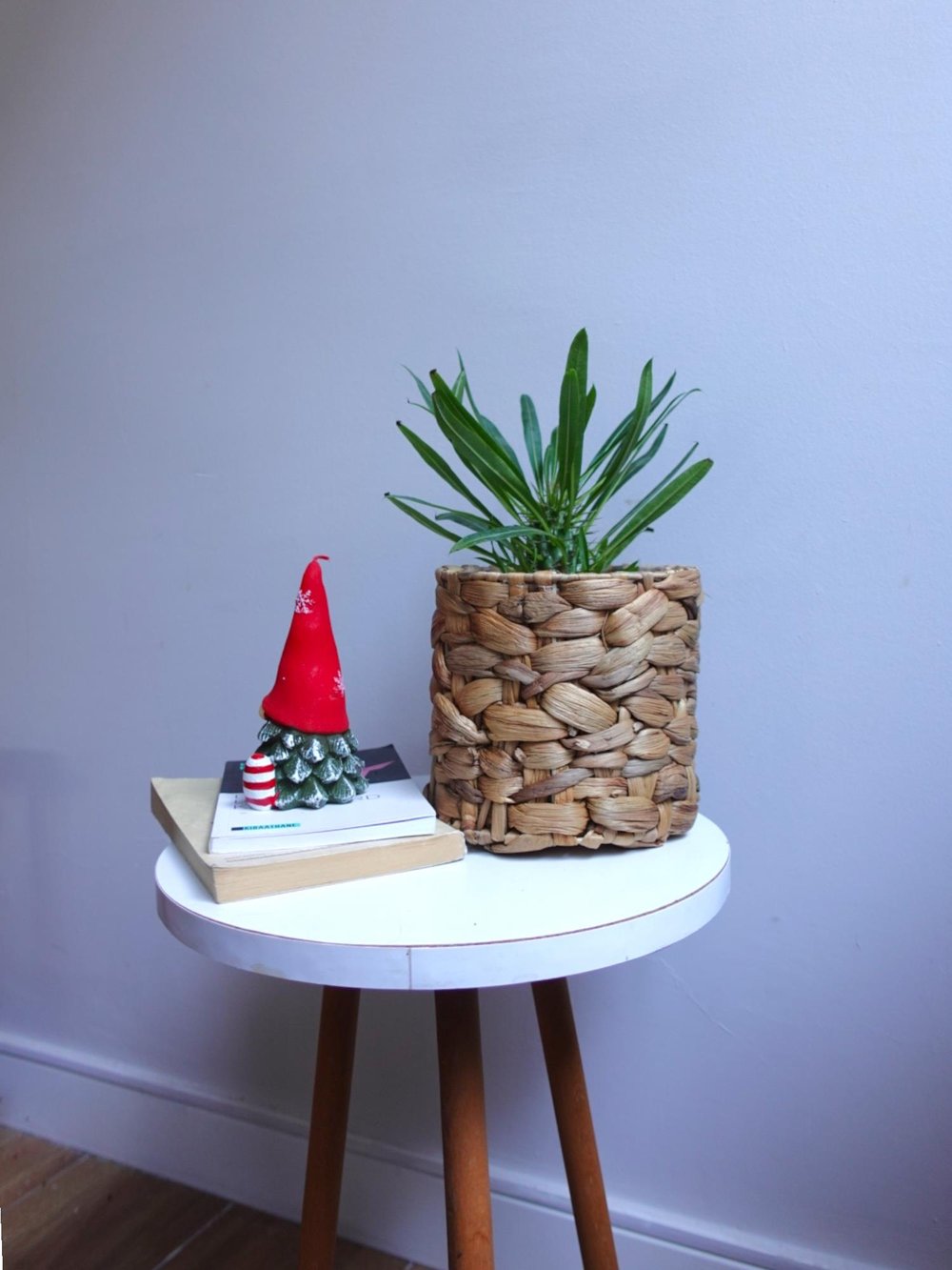 Kalın Gövdeli Tropik Madagaskar Palmiyesi 35-40 cm-Pachypodlum Lamerei