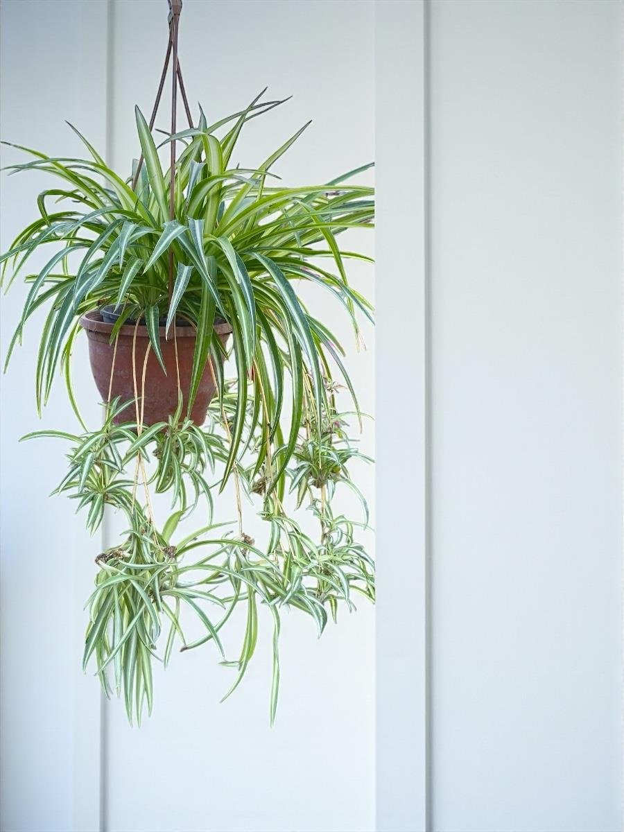 Kolay Dekor Seti – Askılı Sarkıcı Çiçekler 4lü ( Pothos Sarmaşığı - Fujer Aşk Merdiveni - Kurdele Çiçeği - Ruj Çiçeği )