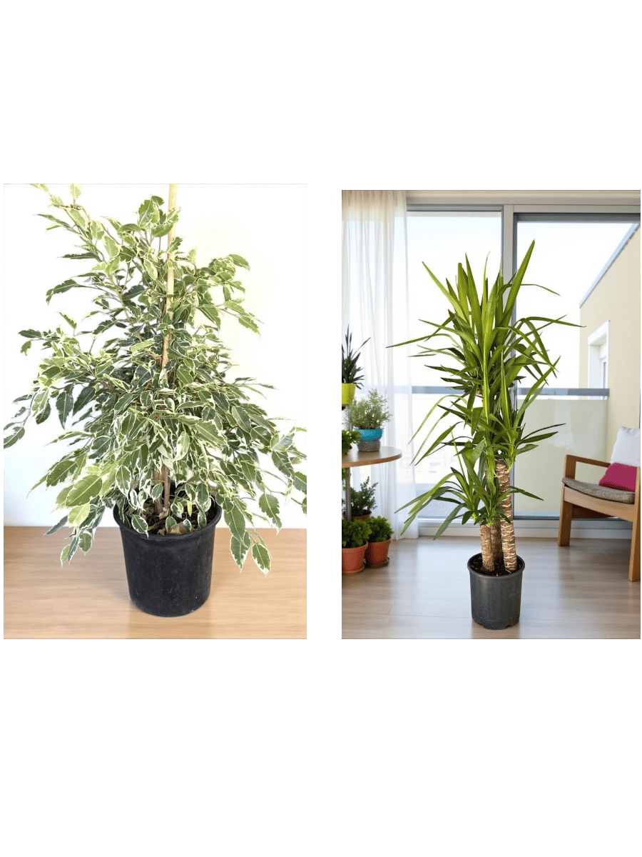 Modern Köşe Seti – 3 Gövdeli Yuka 150 Cm ve Alacalı Benjamin Starlight 