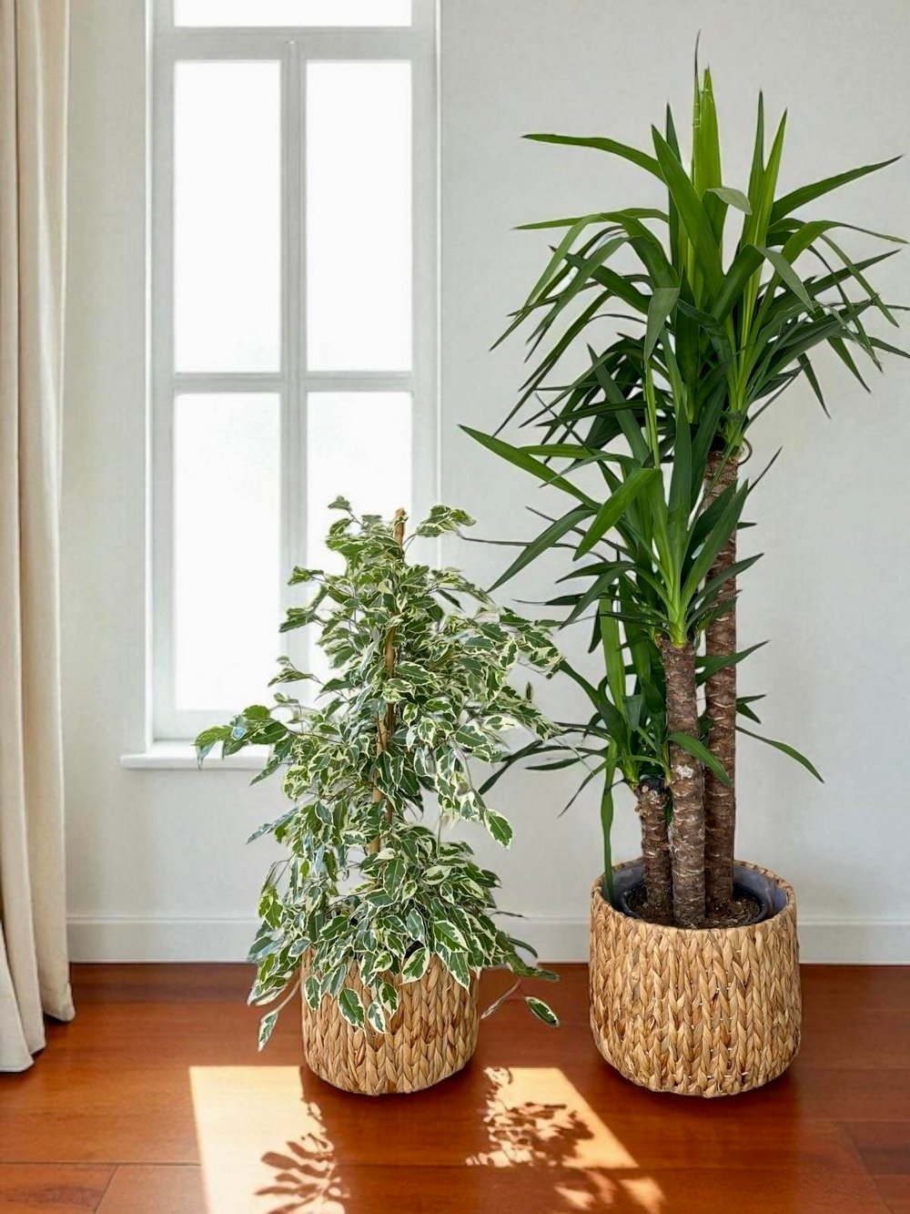 Modern Köşe Seti – 3 Gövdeli Yuka 150 Cm ve Alacalı Benjamin Starlight 