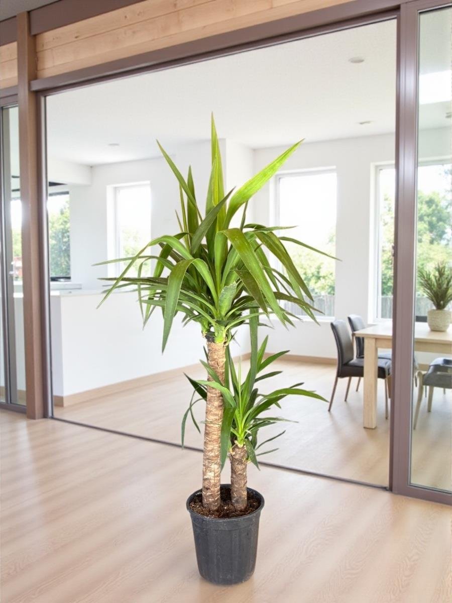 Işık İstemeyen ( Loş Ortam ) Kampanyalı Bitki Seti - 2li Compacta - 2 Gövdeli Yuka - 3 Adet Şans Bambusu