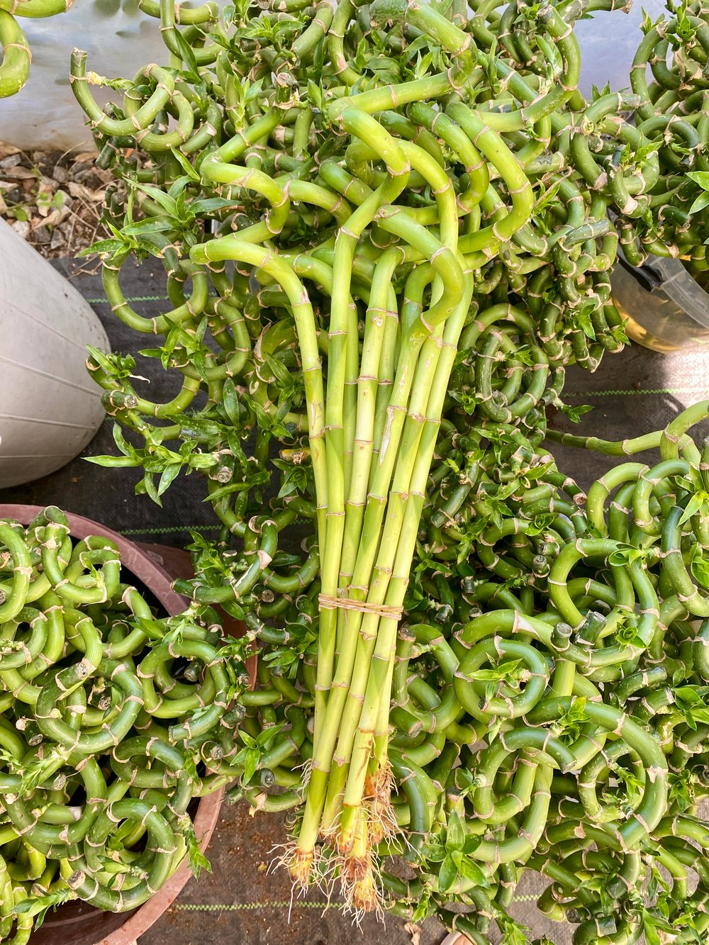 Işık İstemeyen ( Loş Ortam ) Kampanyalı Bitki Seti - 2li Compacta - 2 Gövdeli Yuka - 3 Adet Şans Bambusu