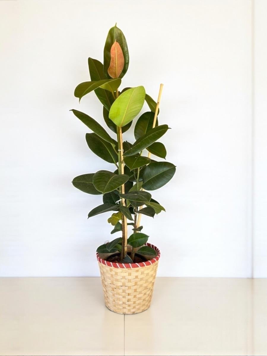 Kauçuk Bitkisi 2 Gövdeli 120 Cm (Ficus Elastica Robusta)