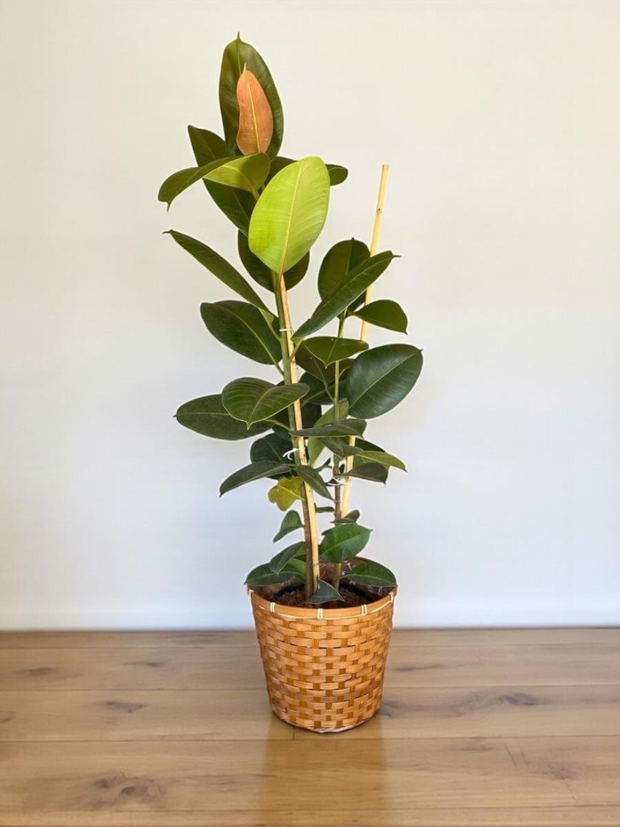 Kauçuk Bitkisi 2 Gövdeli 120 Cm (Ficus Elastica Robusta)