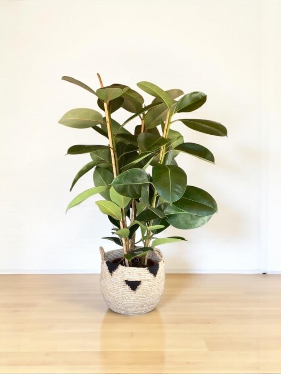 Kauçuk Bitkisi 3 Gövdeli 120 - 130 Cm (Ficus Elastica Robusta)