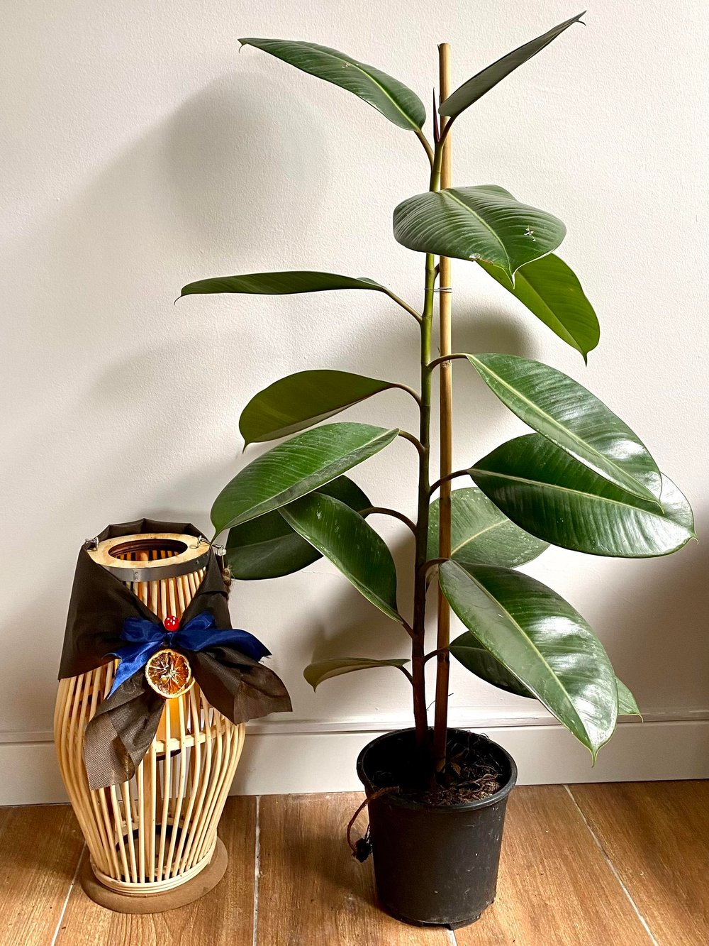 Kauçuk Bitkisi Yeşil 80 - 100 Cm (Ficus Elastica Robusta)