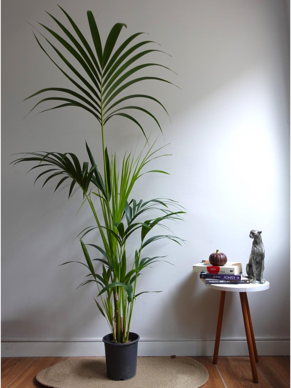 Kentia Palmiyesi 170-180 cm (Kentya-Howea Palmiyesi)