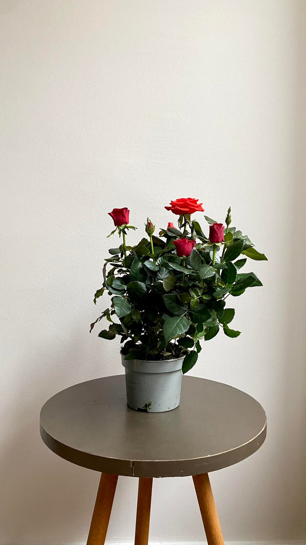 Kırmızı Bodur Yediveren Gül (Rose) İthal