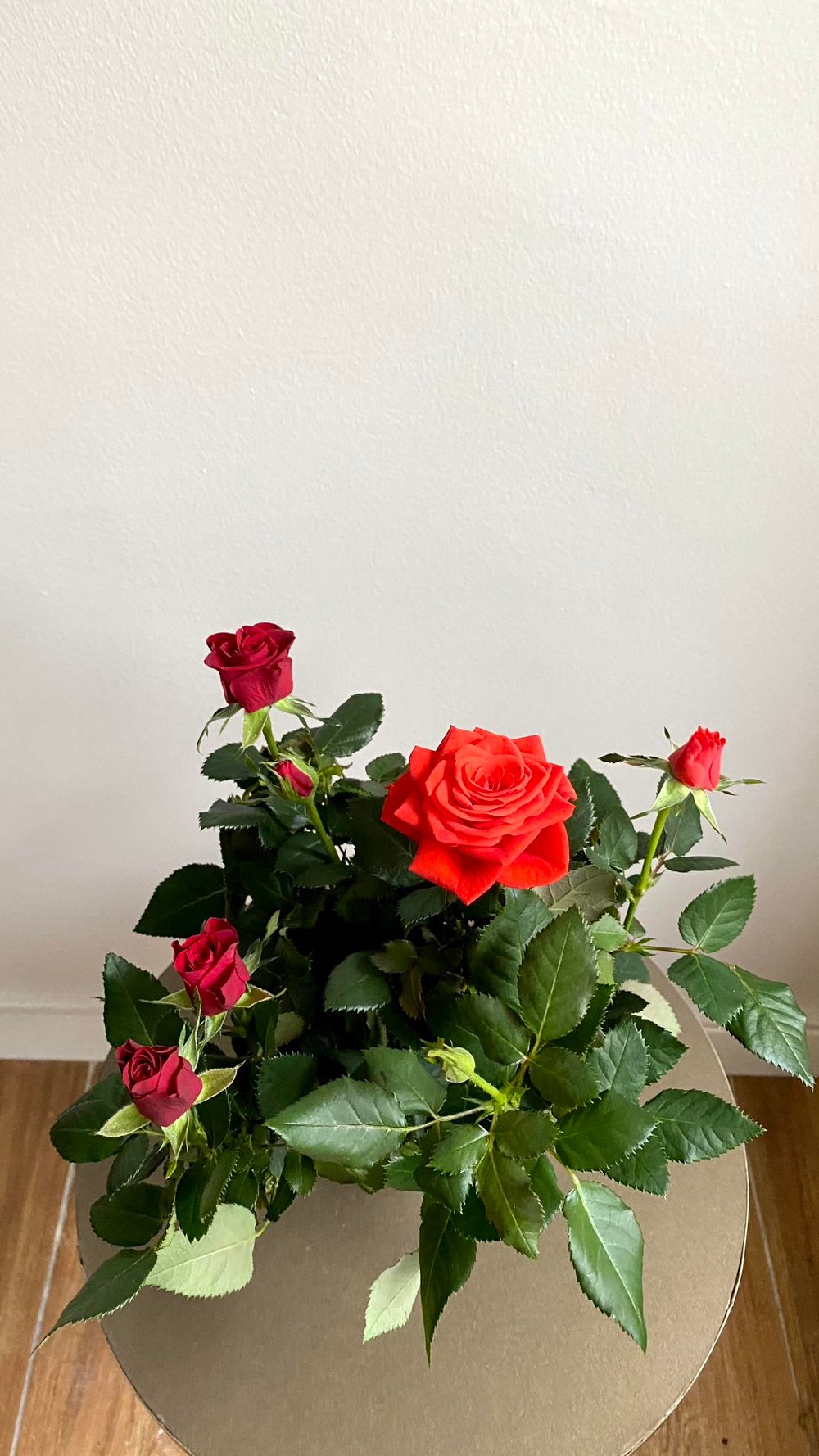 Kırmızı Bodur Yediveren Gül (Rose) İthal