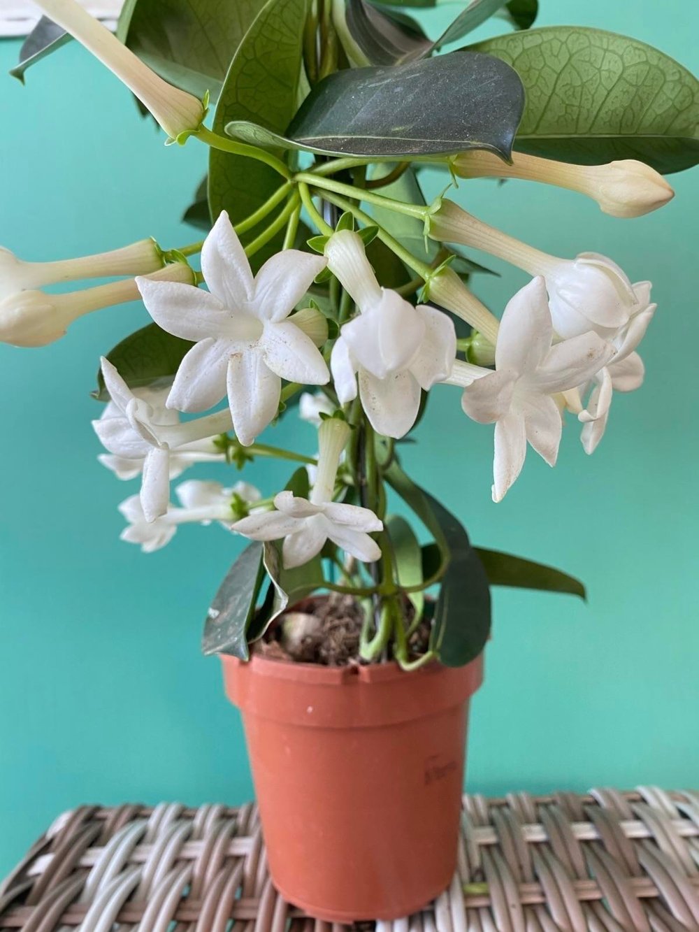 Kokulu Çiçekli Madagaskar Yasemini (Stephanotis Floribunda)