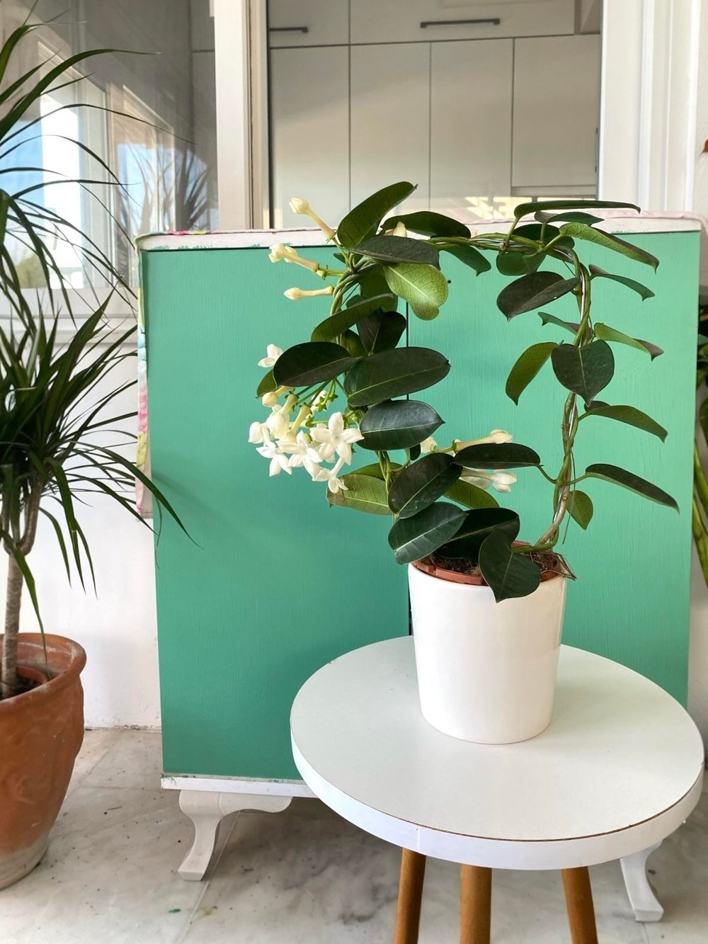 Kokulu Çiçekli Madagaskar Yasemini (Stephanotis Floribunda)