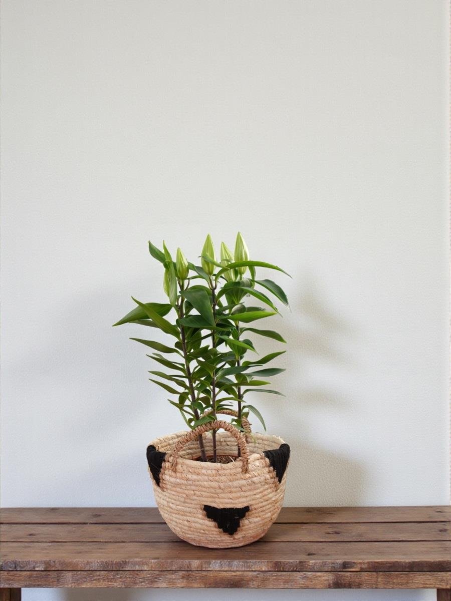 Kokulu Lilyum Saksı Çiçeği- Kazablanka Zambak 