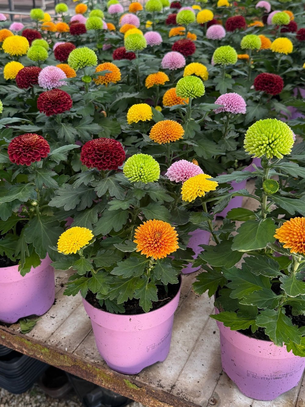 Krizantem Flower Pops – Tek Saksıda 4 Renk Cümbüşü! 🌼