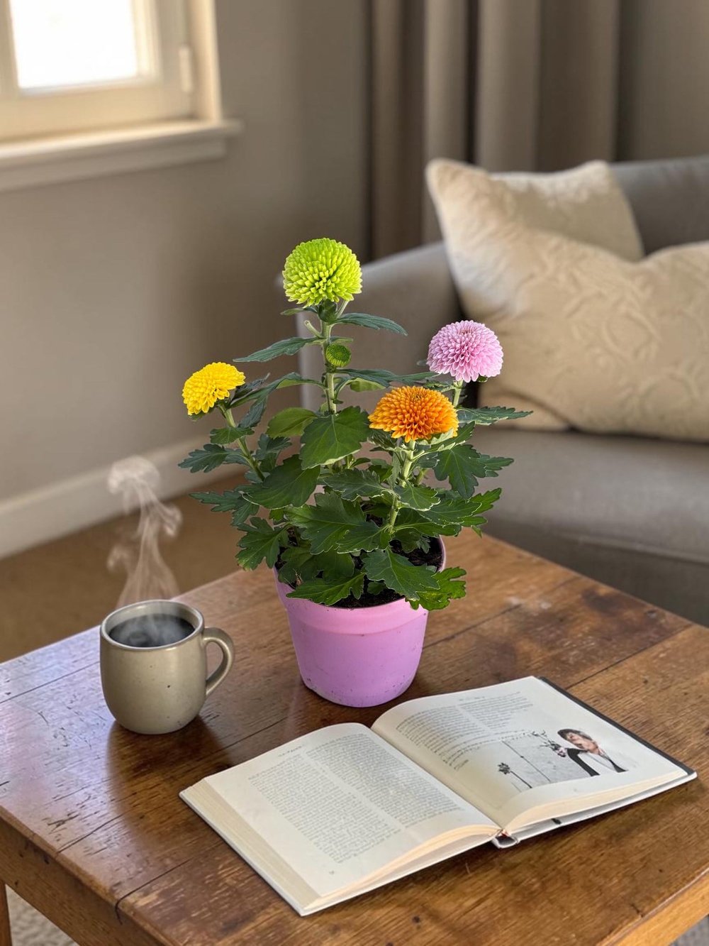 Krizantem Flower Pops – Tek Saksıda 4 Renk Cümbüşü! 🌼