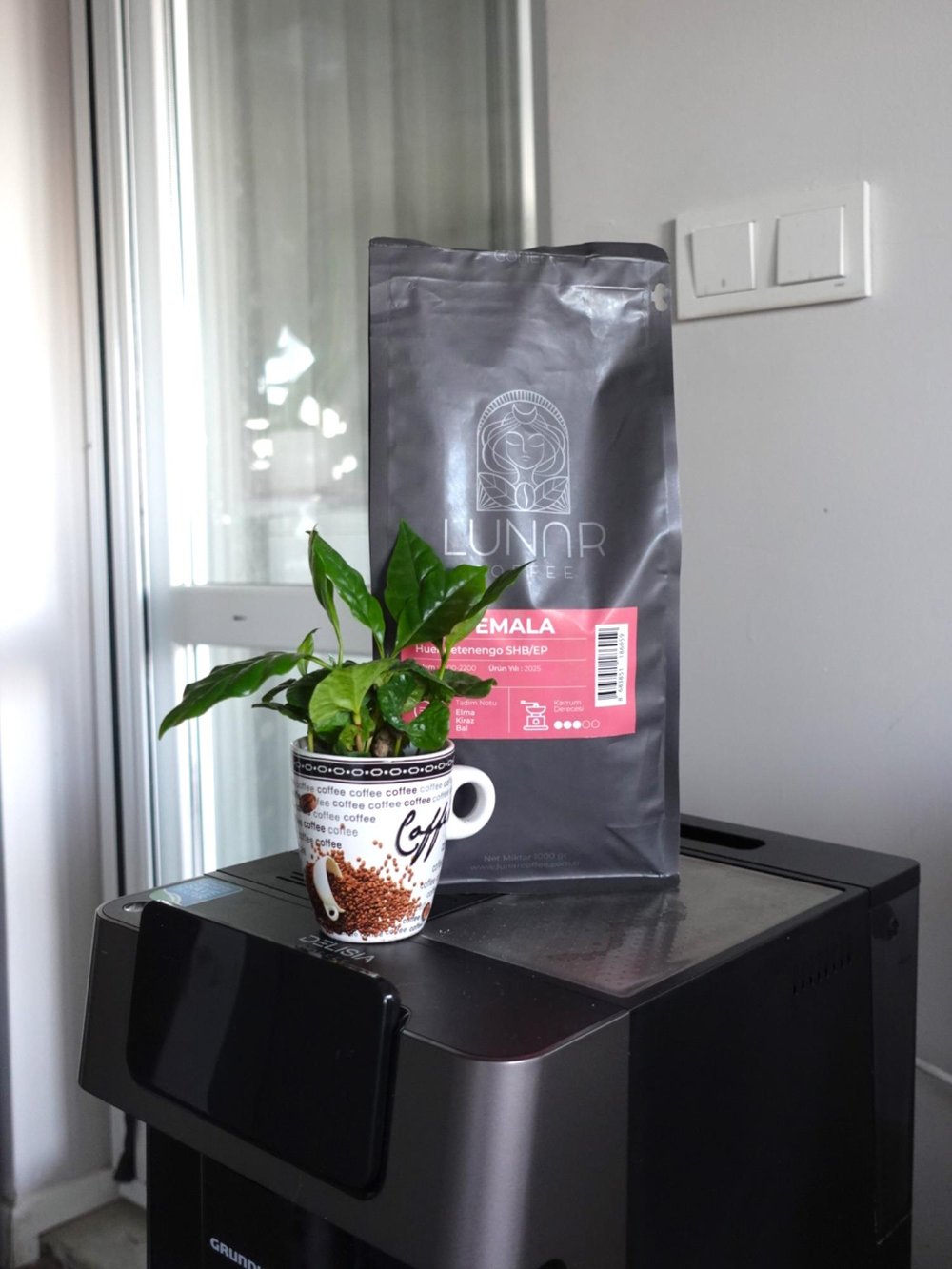 Kupada Mini Kahve Bahçesi - Coffea Arabica