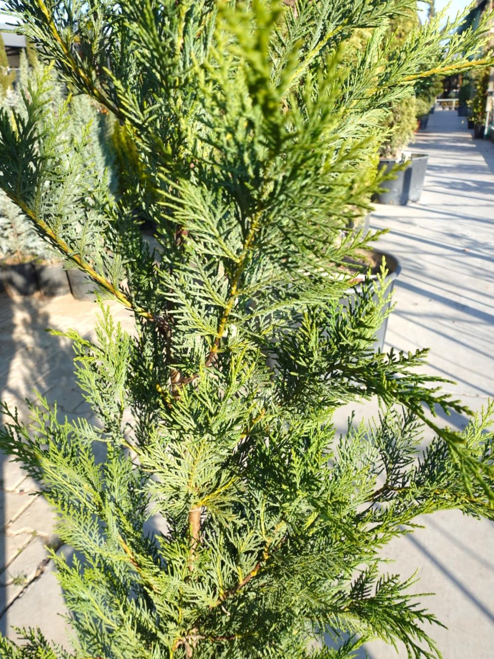 Leylandi Çam (Cupressocyparis Leylandii) 100 cm – Hızlı Büyüyen Formlu Çit Bitkisi