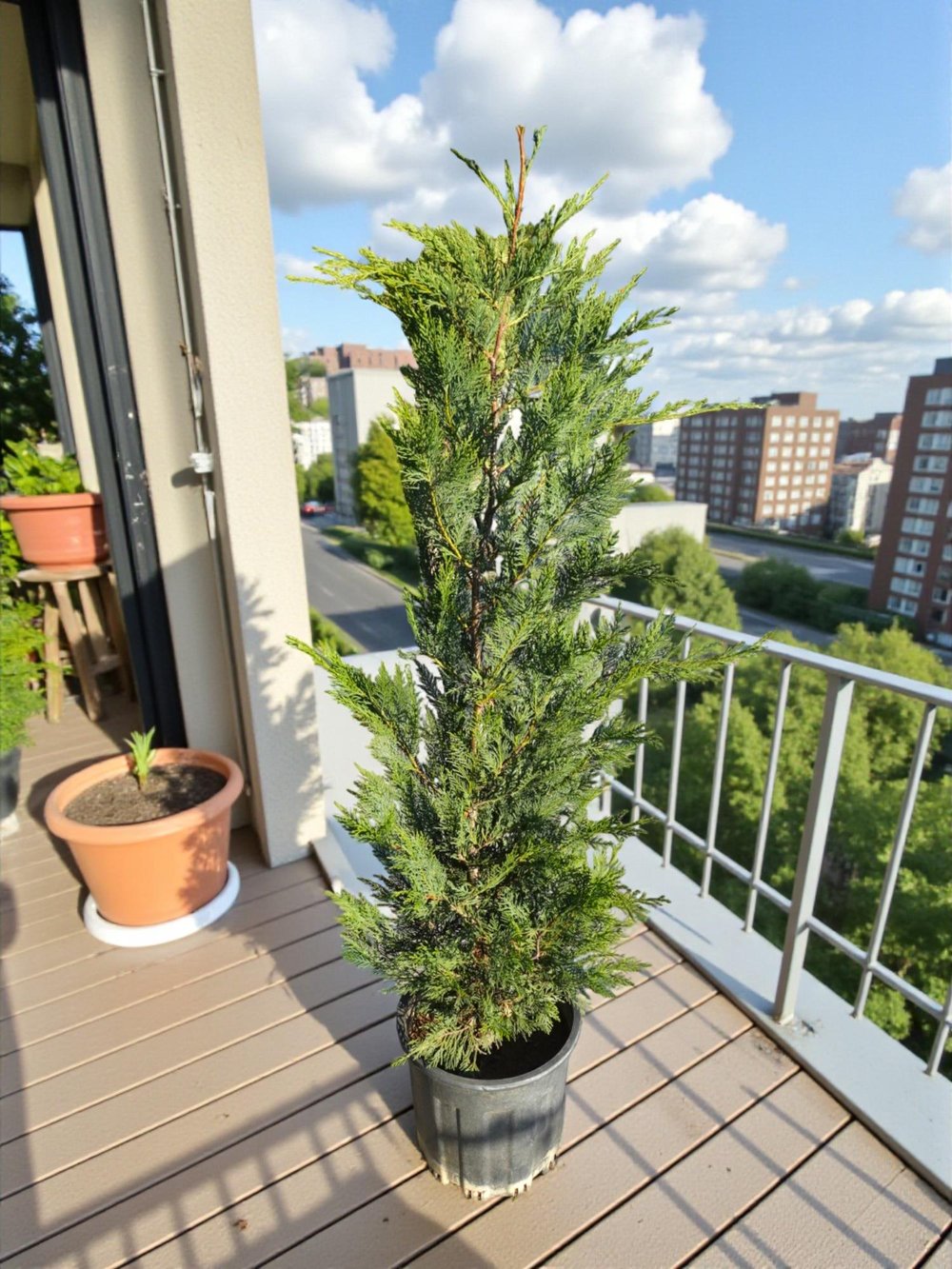 Leylandi Çam (Cupressocyparis Leylandii) 100 cm – Hızlı Büyüyen Formlu Çit Bitkisi