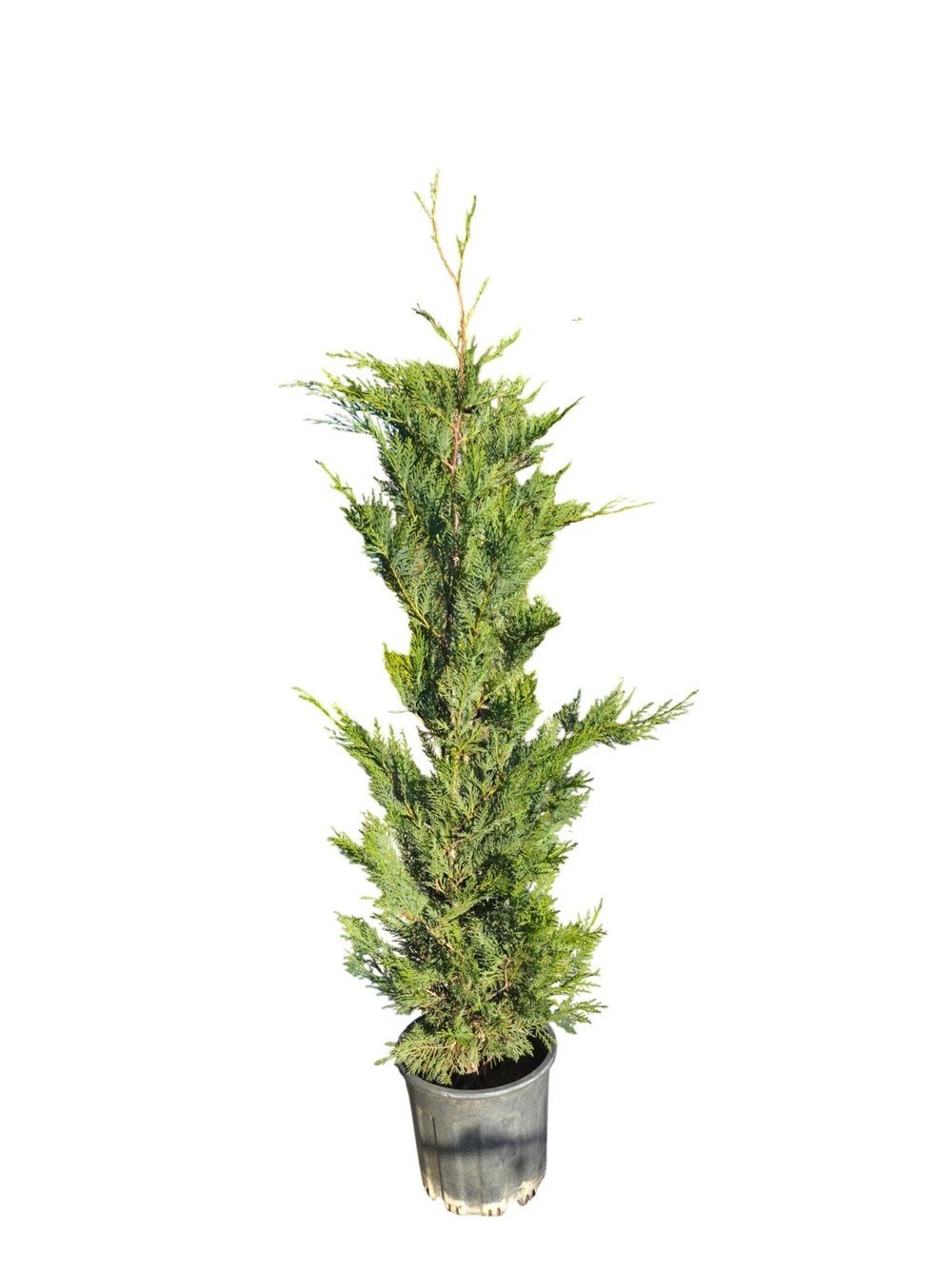 Leylandi Çam (Cupressocyparis Leylandii) 100 cm – Hızlı Büyüyen Formlu Çit Bitkisi