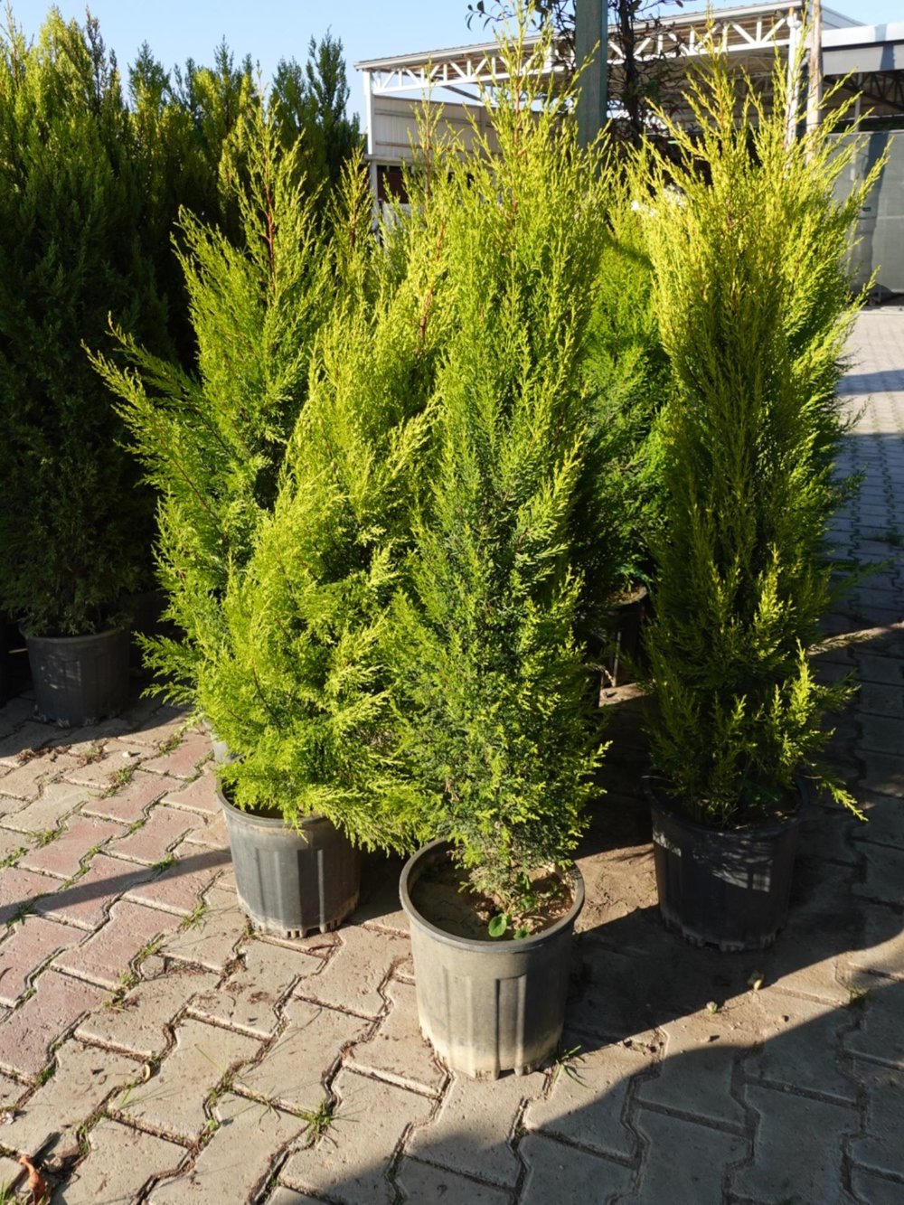 Limon Servi (Goldcrest) 100 cm – Mis Kokulu & Parlak Sarı Yapraklı