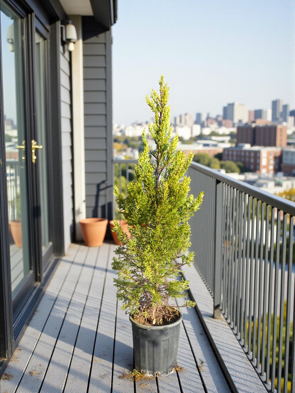 Limon Servi (Goldcrest) 80 cm – Kompakt Formlu & Mis Kokulu Bahçe/Balkon Çamı