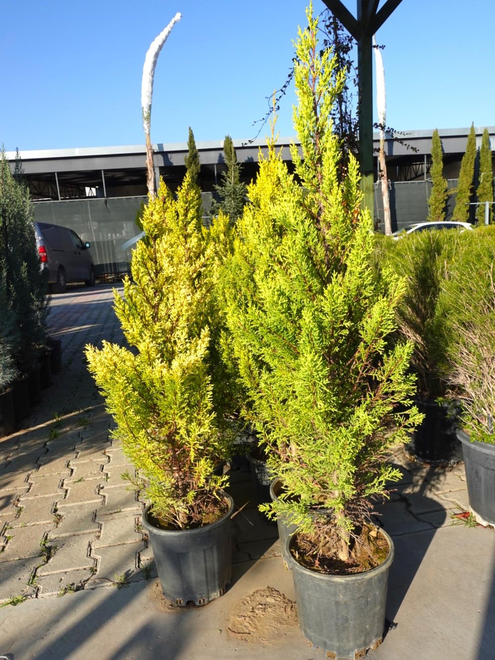 Limon Servi (Goldcrest) 80 cm – Kompakt Formlu & Mis Kokulu Bahçe/Balkon Çamı