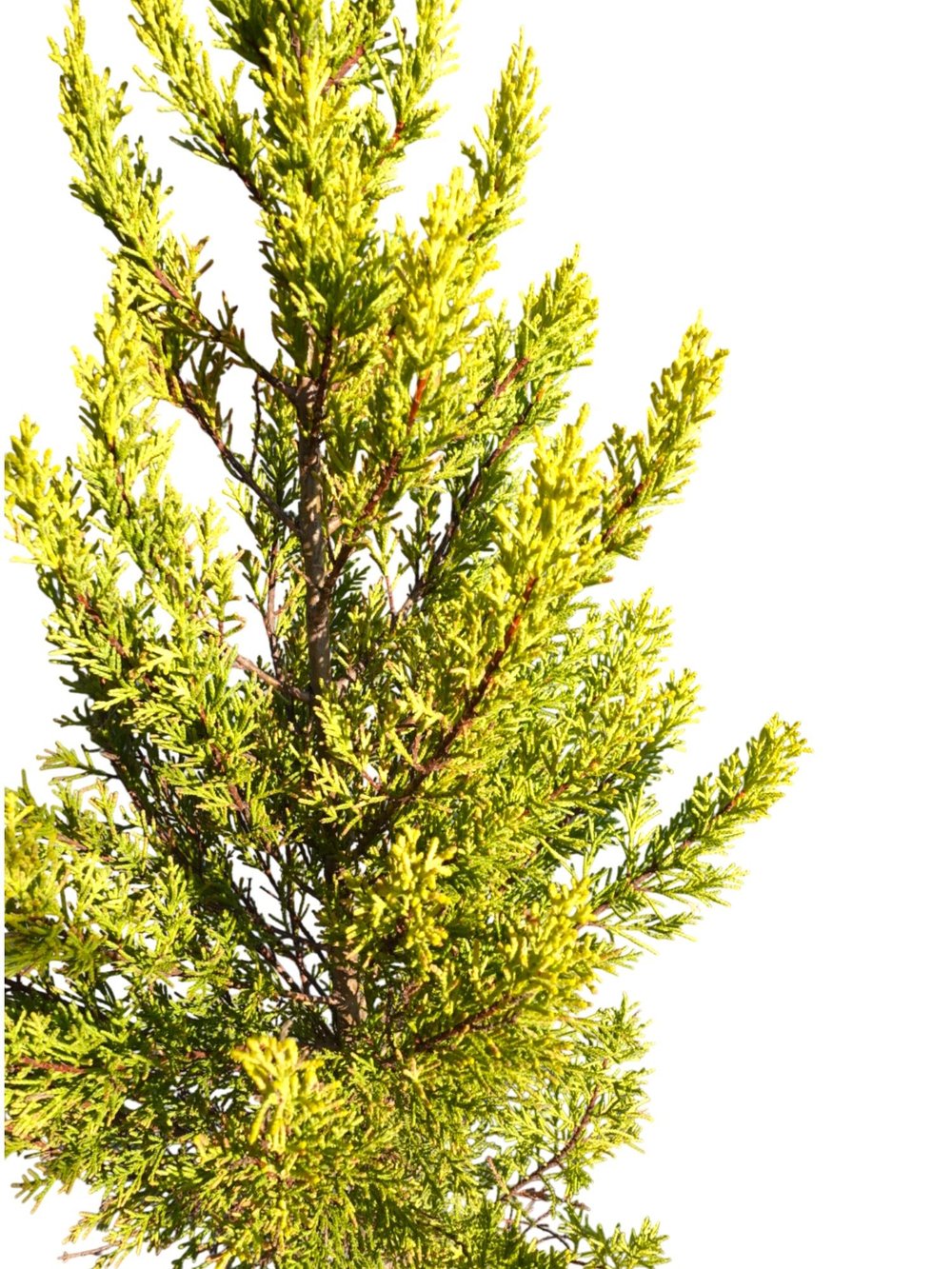 Limon Servi (Goldcrest) 80 cm – Kompakt Formlu & Mis Kokulu Bahçe/Balkon Çamı