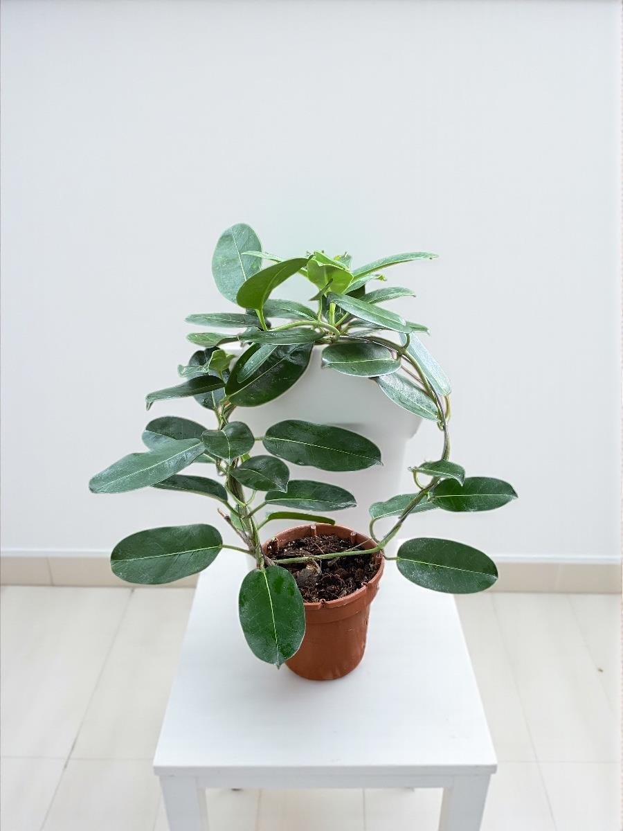 Madagaskar Yasemini Şu An Çiçeksiz (Stephanotis Floribunda)