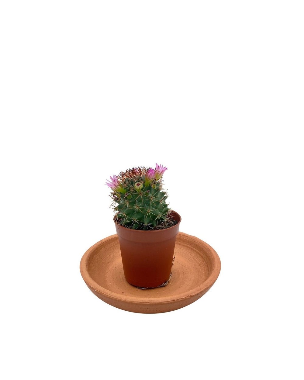 Mammillaria Pilcayensis Kaktüs
