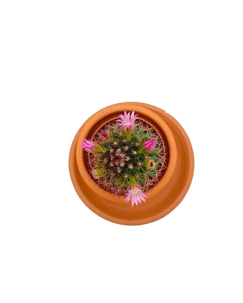 Mammillaria Pilcayensis Kaktüs