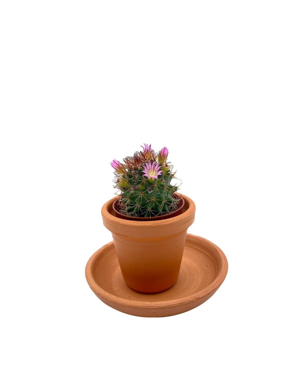 Mammillaria Pilcayensis Kaktüs