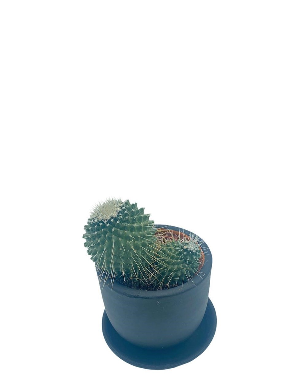 Mammillaria Spinosissima Kaktüs Çap 8.5