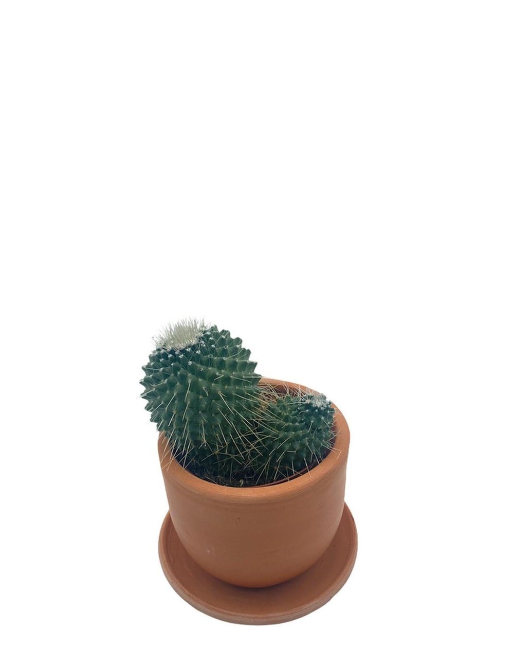 Mammillaria Spinosissima Kaktüs Çap 8.5