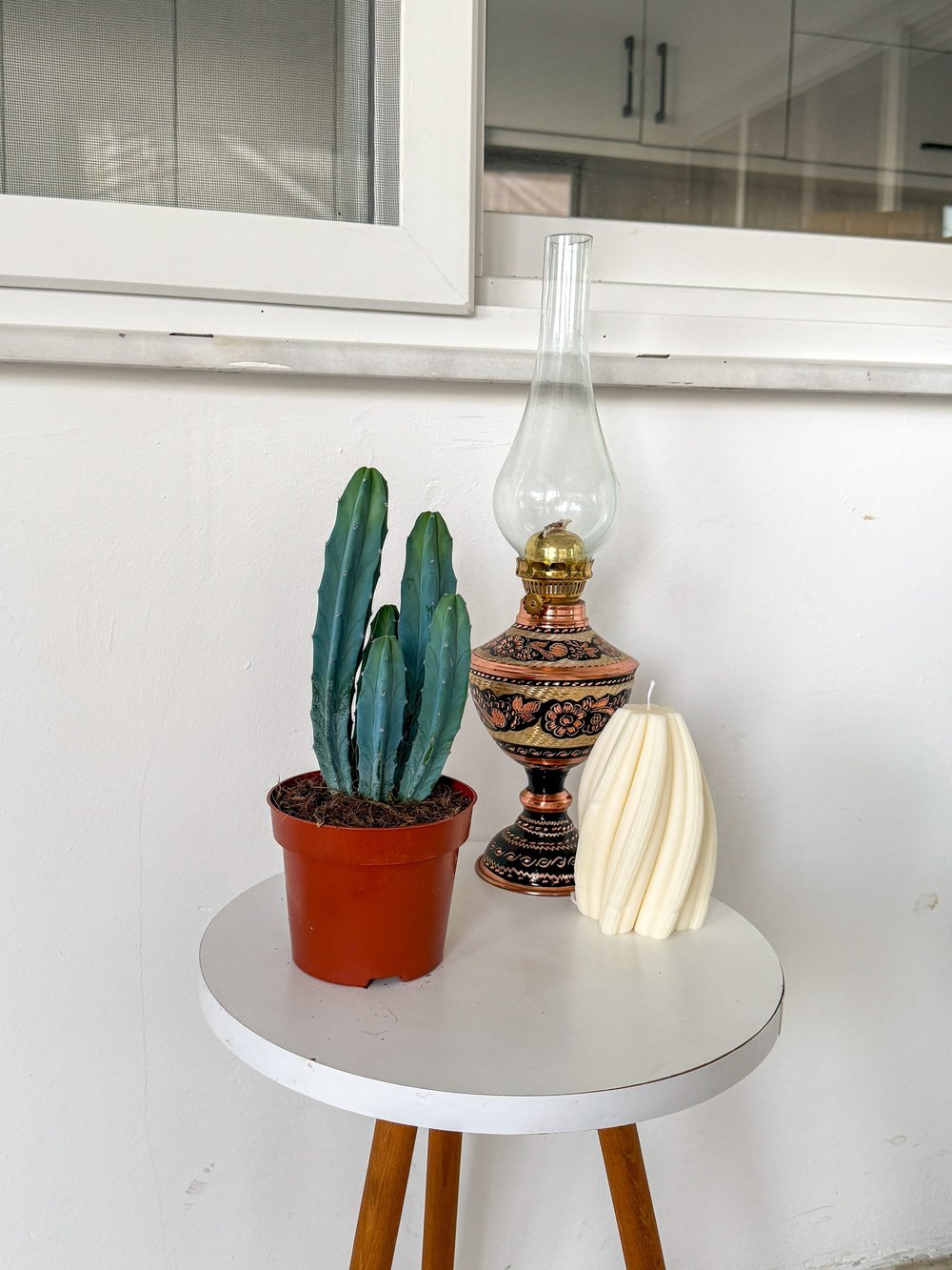 Masaüstü Kaktus-Myrtillocactus Geometrizans