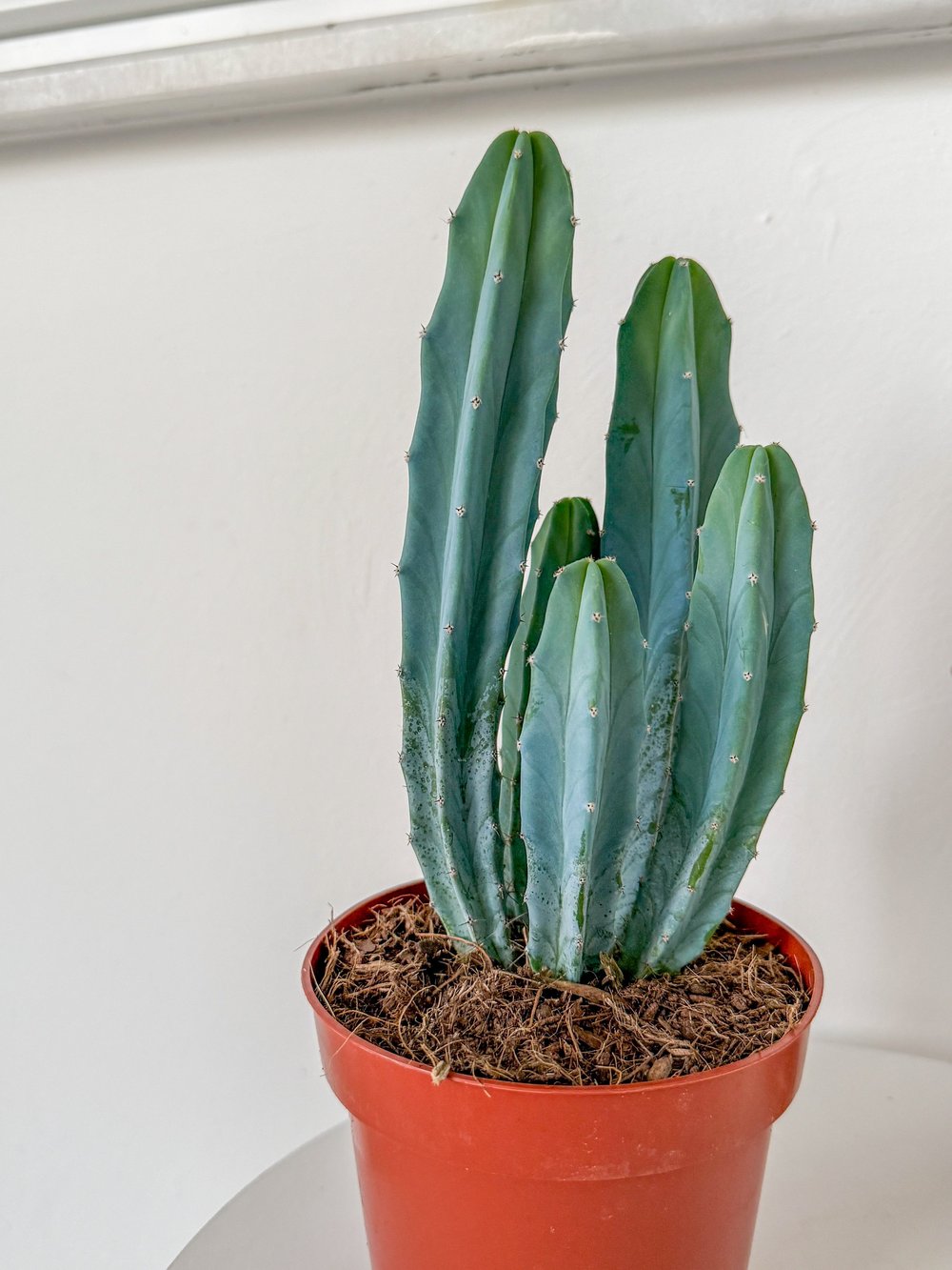 Masaüstü Kaktus-Myrtillocactus Geometrizans