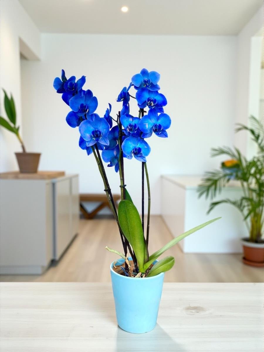 Mavi Orkide Magic Blue Orkide İthal Çift Dal