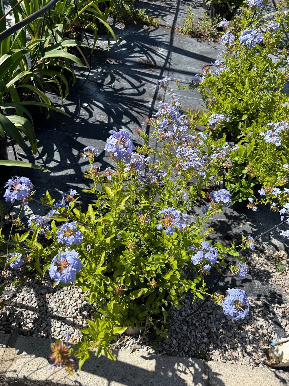 Mavi Yasemin Large Bol Çiçekli Plumbago 70 - 80 cm Ege Rüzgarı