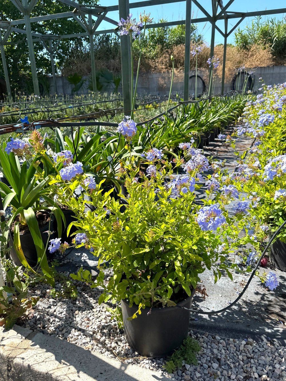 Mavi Yasemin Large Bol Çiçekli Plumbago 70 - 80 cm Ege Rüzgarı