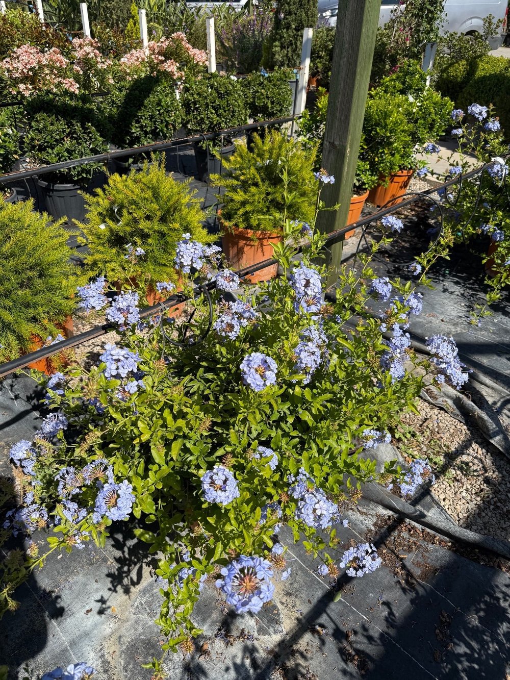 Mavi Yasemin XL Bol Çiçekli Plumbago 90 - 100 cm Ege Rüzgarı