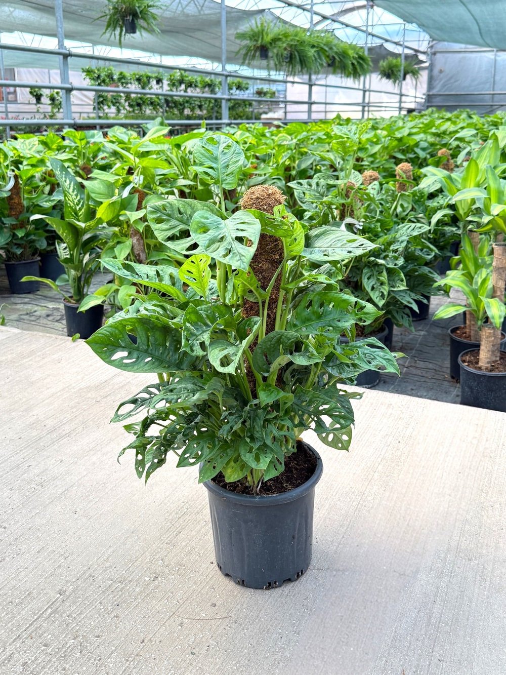 Monstera Adansonii (Monkey Mask) – Yosun Gövdeli Tropikal Şıklık 🌿