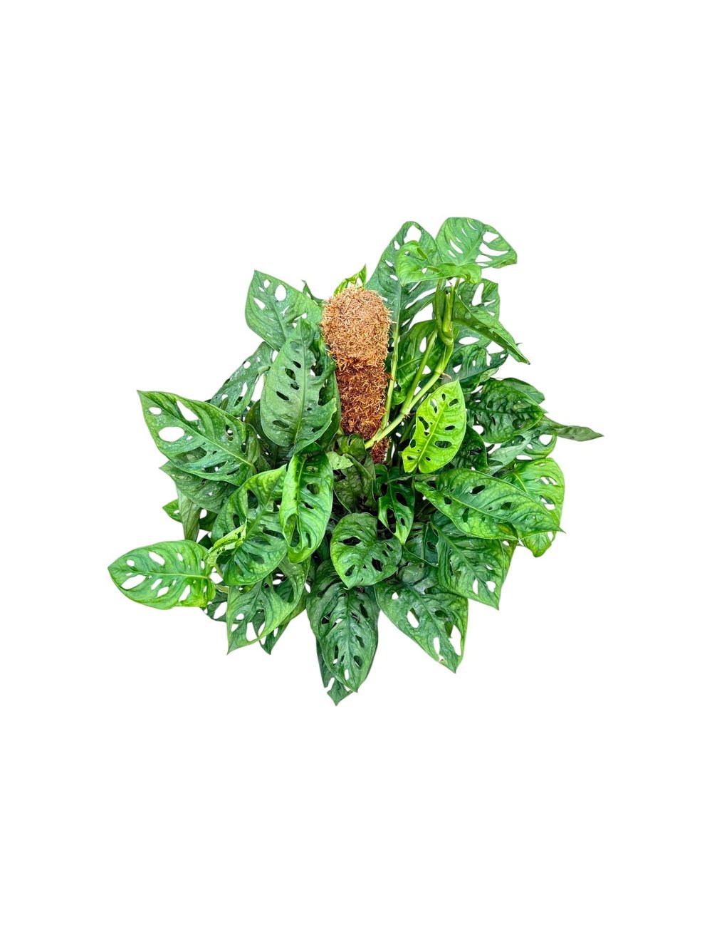 Monstera Adansonii (Monkey Mask) – Yosun Gövdeli Tropikal Şıklık 🌿