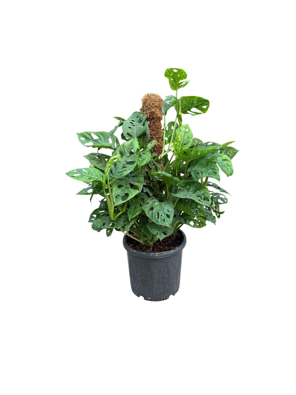 Monstera Adansonii (Monkey Mask) – Yosun Gövdeli Tropikal Şıklık 🌿