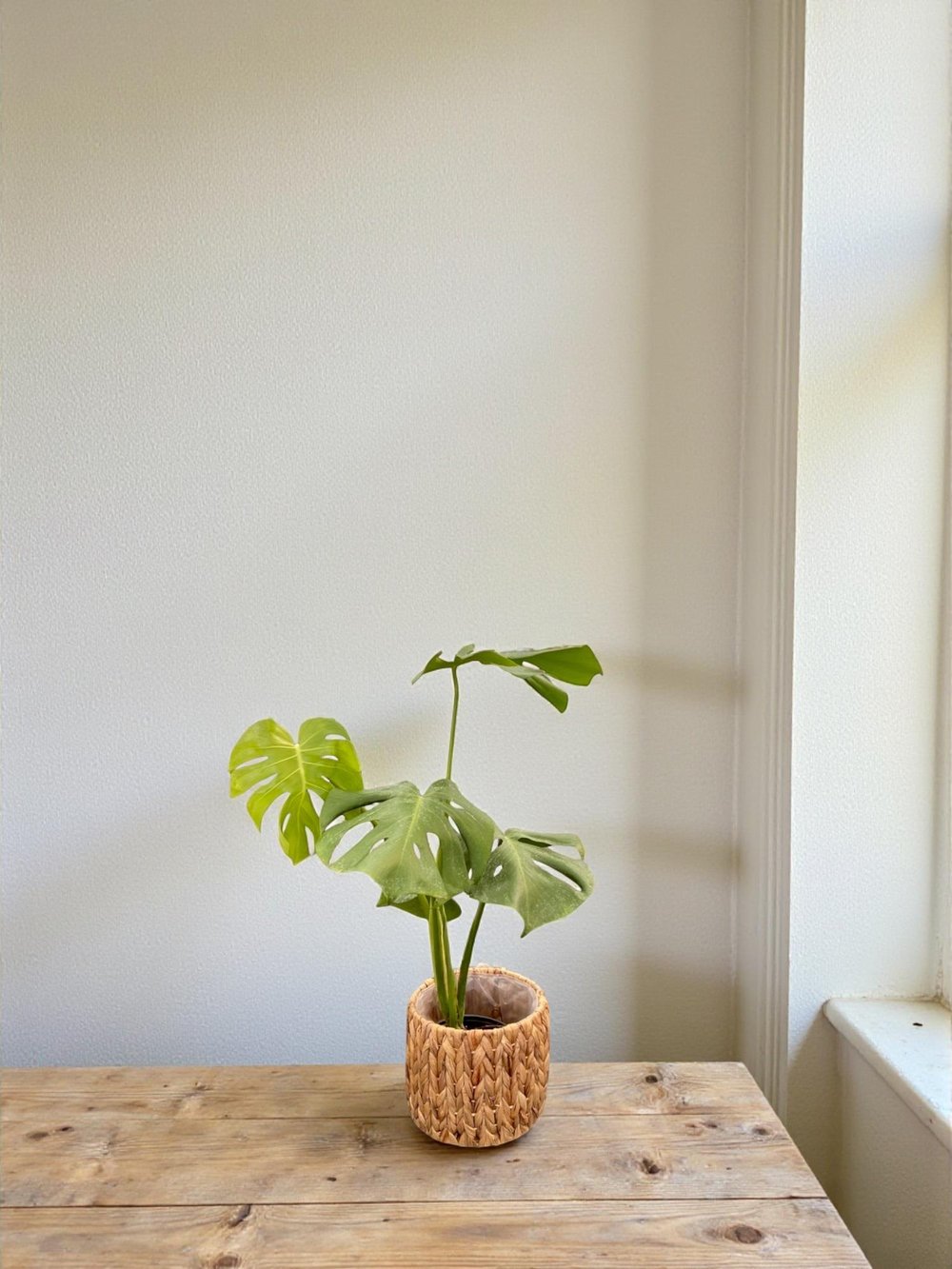 Monstera Deliciosa Deve Tabanı Orta Boy 50-60CM