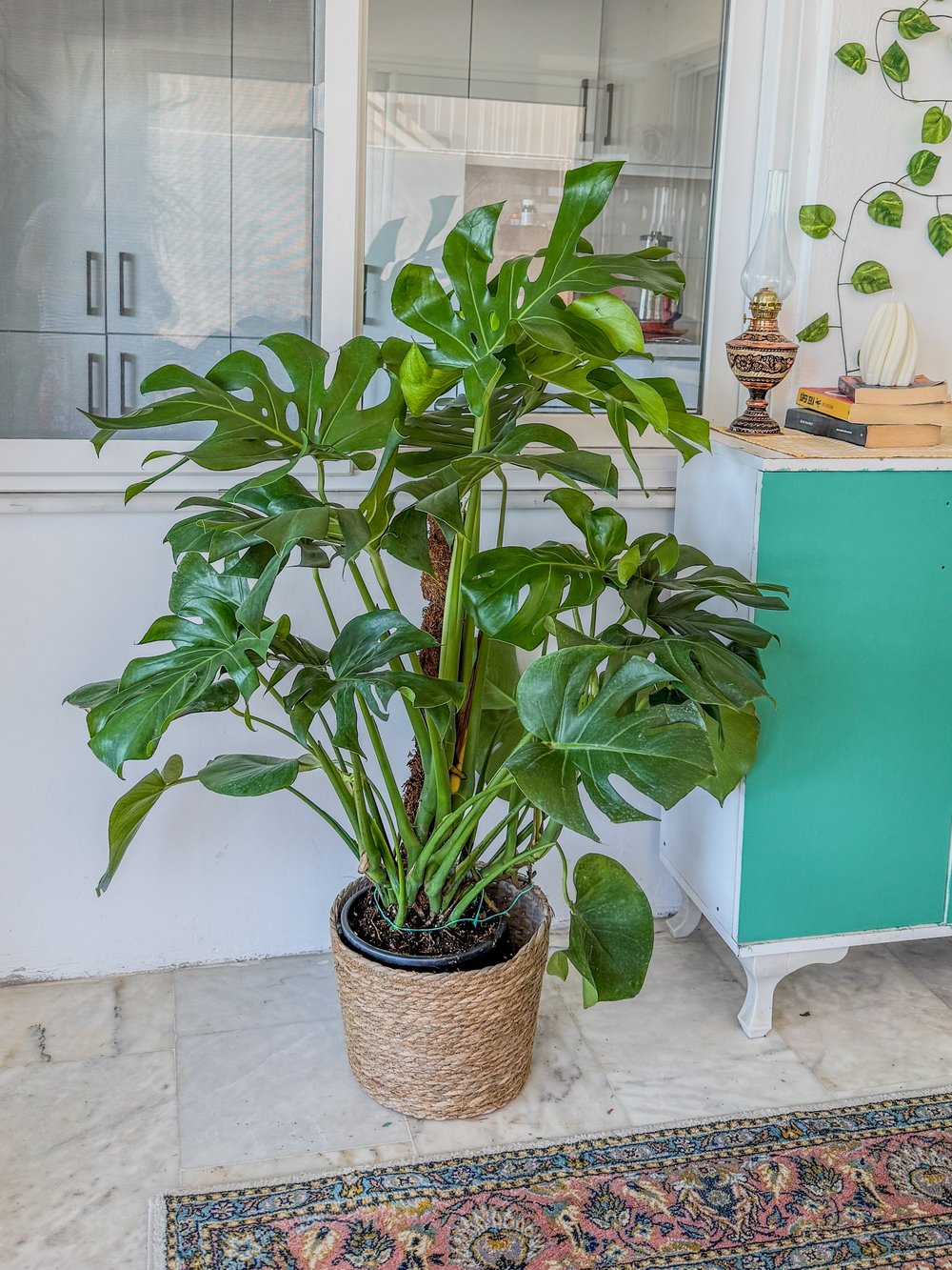 Monstera Deliciosa Yosun Gövdeli (Deve Tabanı) 120 - 150 cm – Tropikal İhtişam 🌿