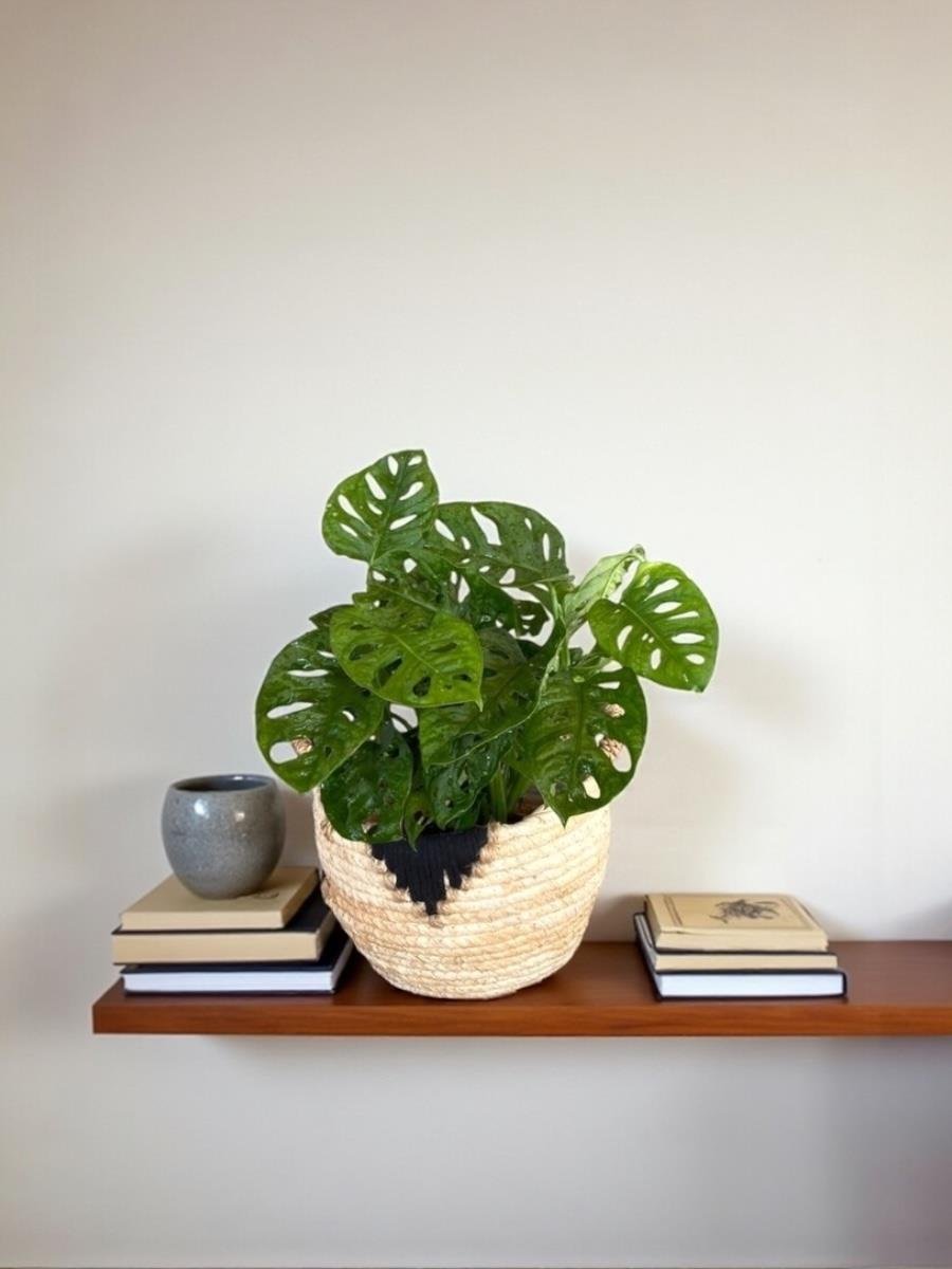 Monstera Monkey Mask - Deve Tabanı - Monstera Adansonii Monkey Mask