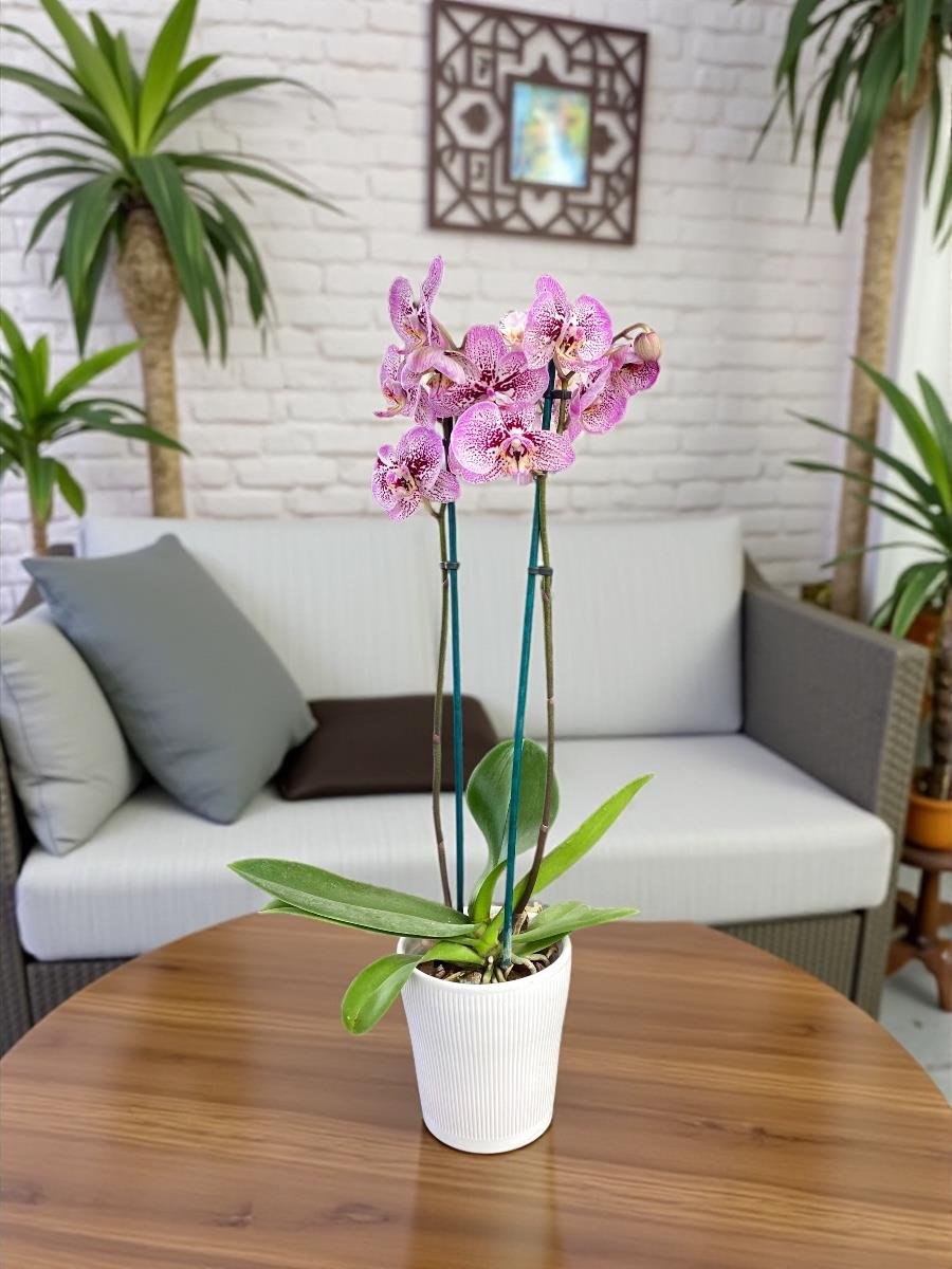  🌿 Mor Orkide İthal – Çift Dal (Premium Seri) 🌿