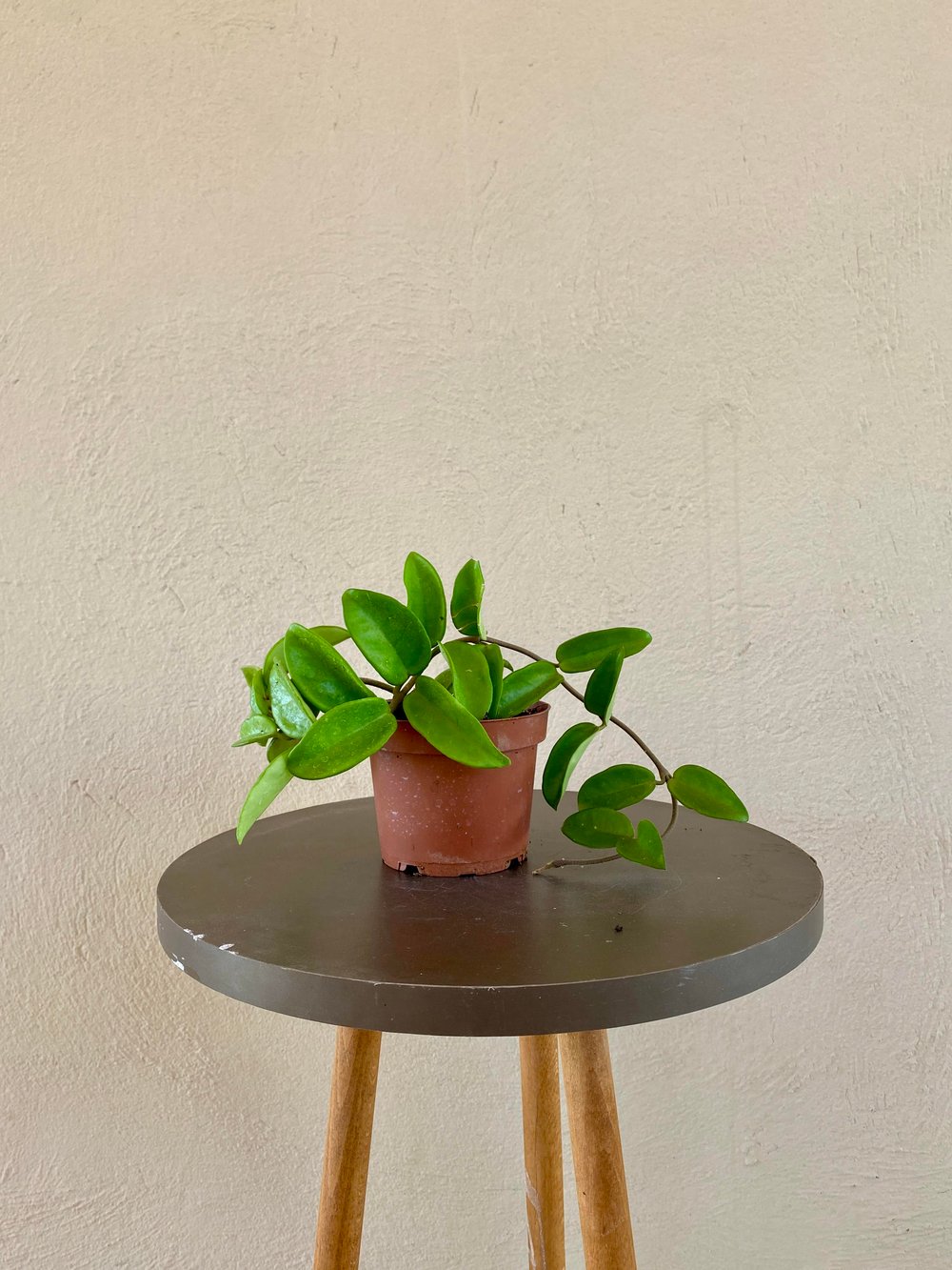 Mum-Hoya Carnosa Çiçeği Saksıda