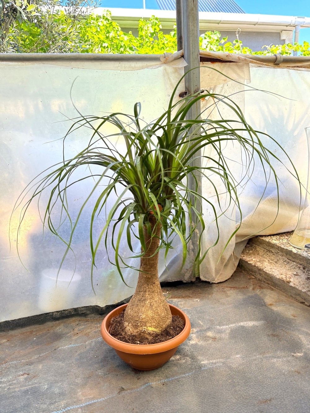 Nolina Fil Ayağı (Beaucarnea) 60-70 cm – Görkemli Yaşayan Heykel 🐘