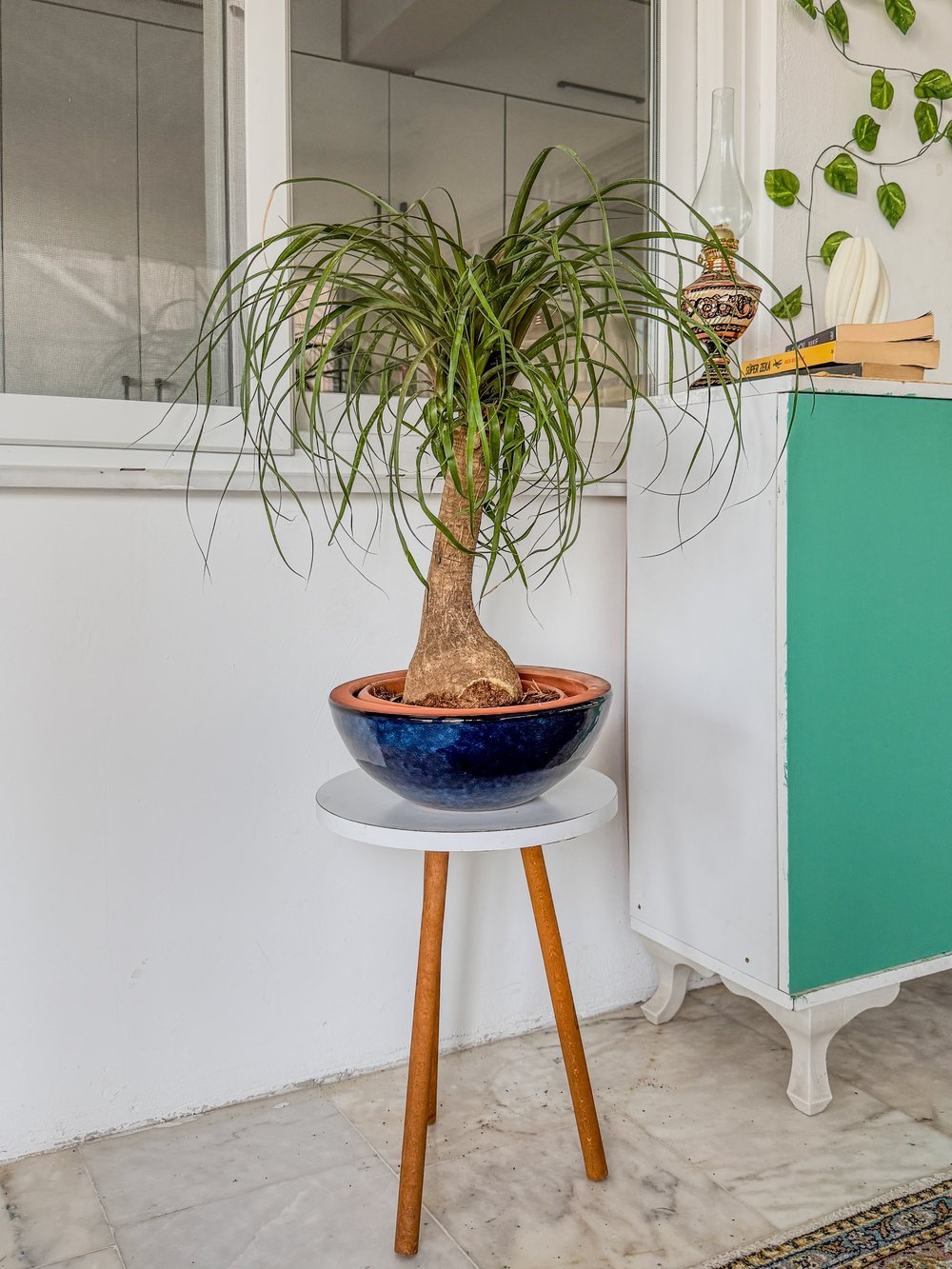 Nolina Fil Ayağı (Beaucarnea) 60-70 cm – Görkemli Yaşayan Heykel 🐘