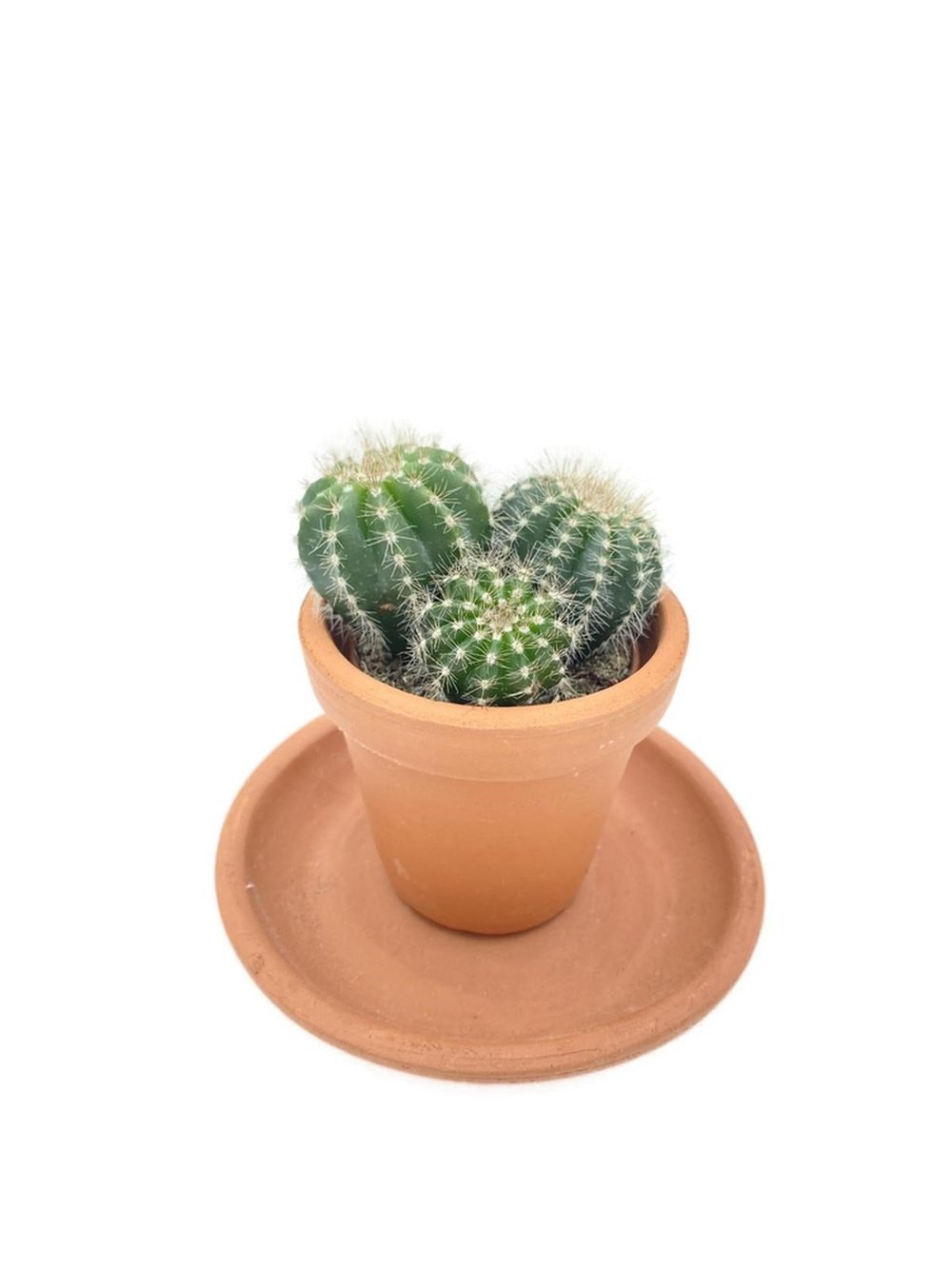 Notocactus Magnificus Kaktüs Saksı Çapı 8.5 cm