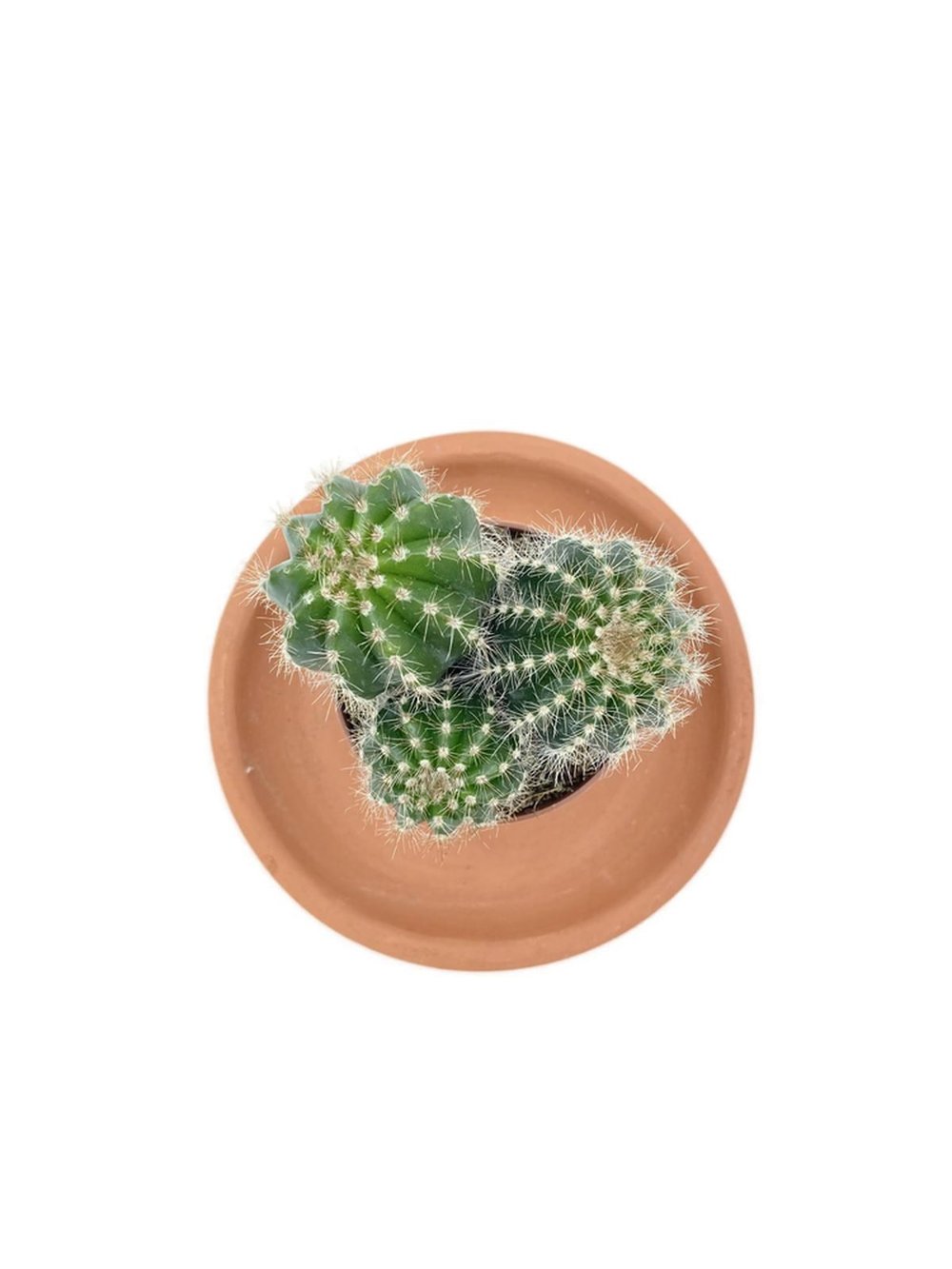 Notocactus Magnificus Kaktüs Saksı Çapı 8.5 cm